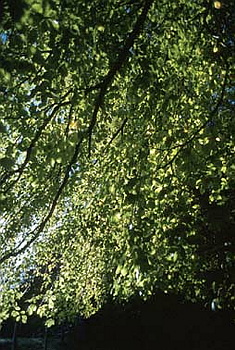 Sunlight through leaves - 020