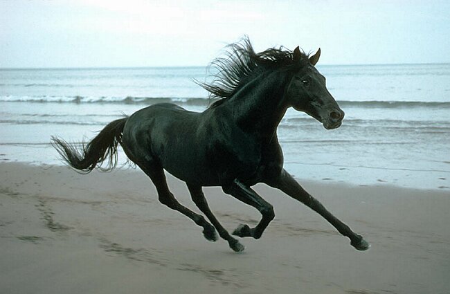 Black horse on the beach