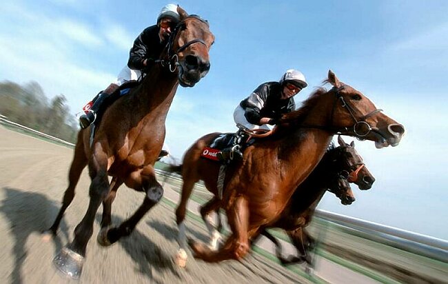 Horses training for the Derby.