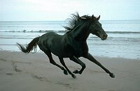 Black horse galloping on a beach.