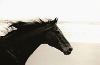 Black horse galloping on a beach in sepia.