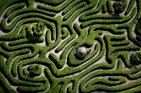 Glendurgan maze in Cornwall.
